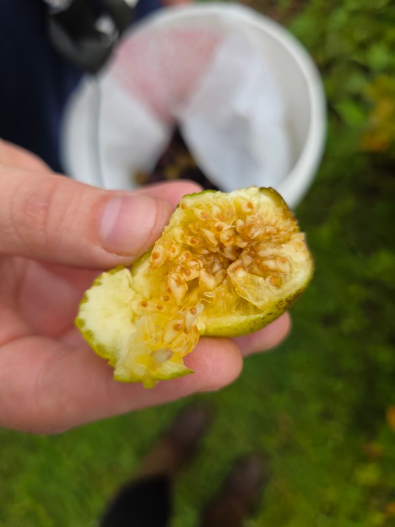 9 North Carolina Farms Where You Can Pick Or Find Fresh Figs This August - Decor Hint Bee Happy Farm