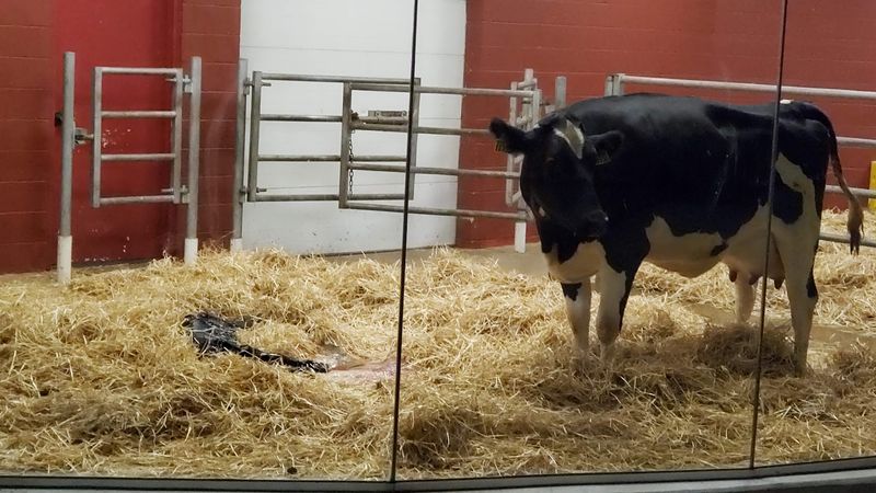 This Indiana Farm Destination Lets You Meet Animals, Explore Scenic Grounds, And Stay Overnight - Decor Hint The Birthing Barn Is An Experience You Will Not Forget