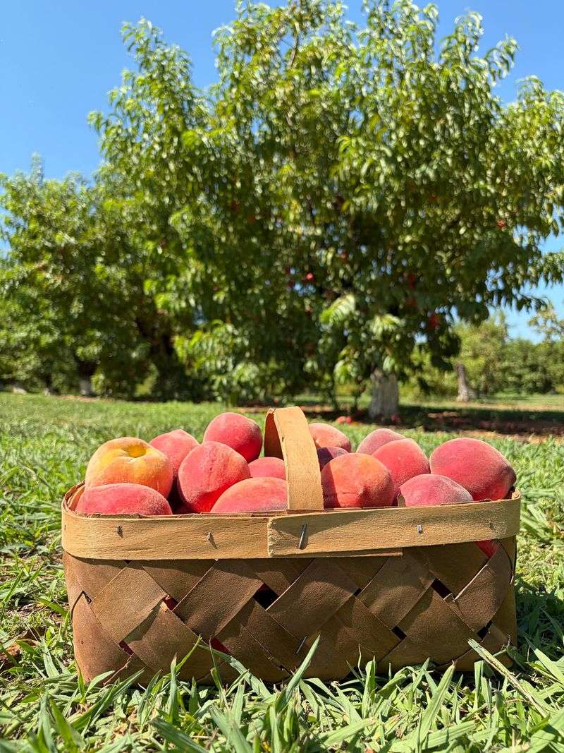 This North Carolina Farm Has Peach Picking, Flower Fields And Baby Highland Cows - Decor Hint Check The Picking Calendar Before You Go Because Fruit Availability Changes Fast