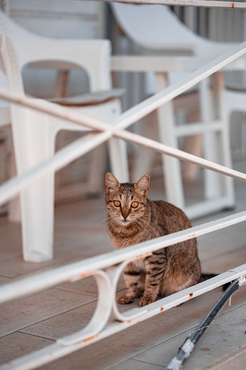 Look For Ocracats Lounging Near Porches Fences And Quiet Village Lanes