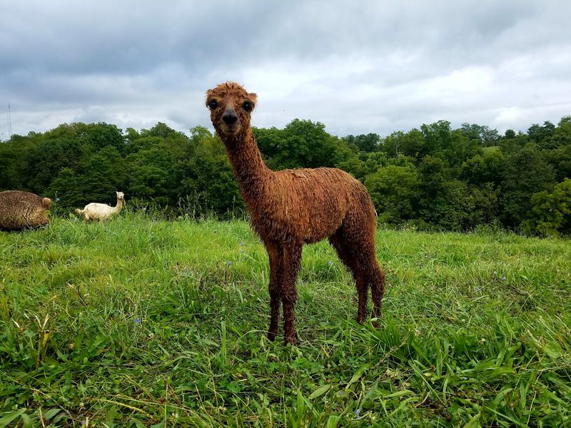 Shearing Day, The Farm's Busiest Morning