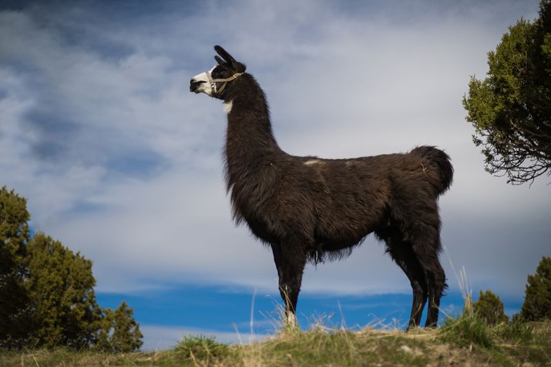This Idaho Llama Ranch Lets You Take Your Own Pack Llama On A Wild Mountain Hike - Decor Hint Learn How To Lead And Pack Your Trail Companion