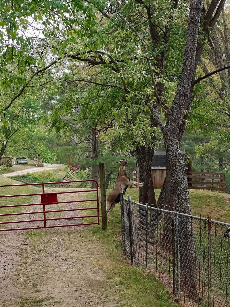 Walk The Sanctuary At Your Own Pace
