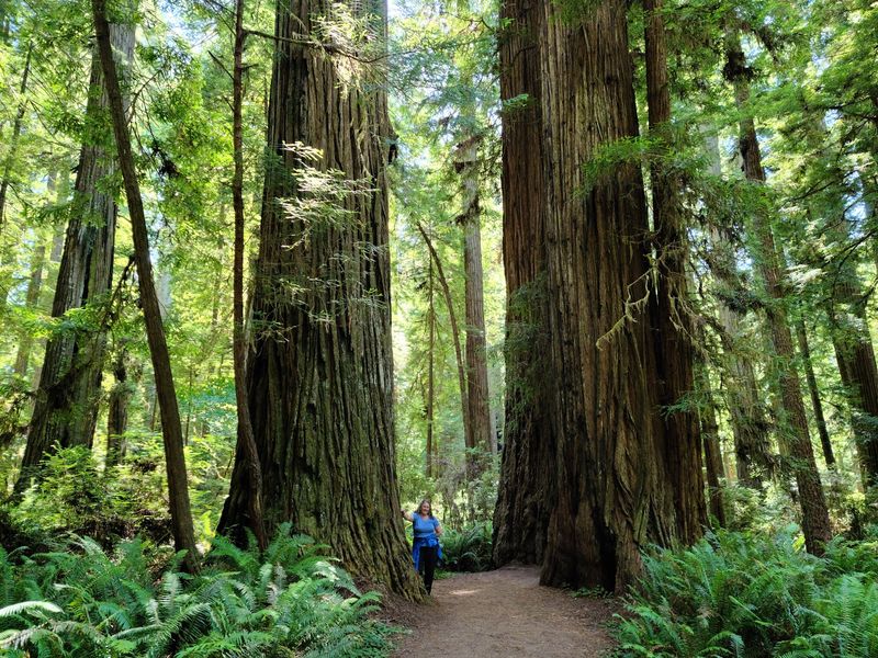 Redwood Coast Road Trip