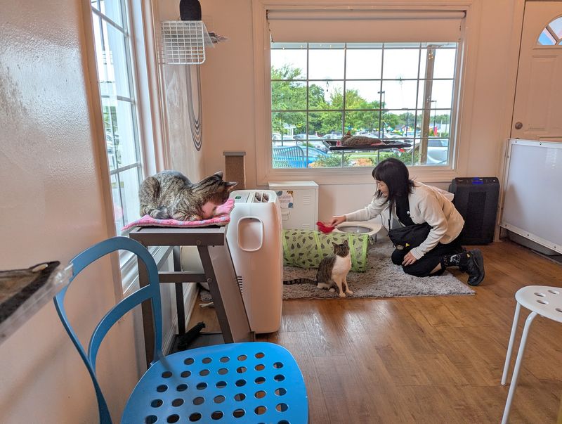 North Carolina Has 10 Cat Cafes Where Adoptable Cats Might Just Pick Their Own Humans - Decor Hint Purr Cup Cafe, Raleigh