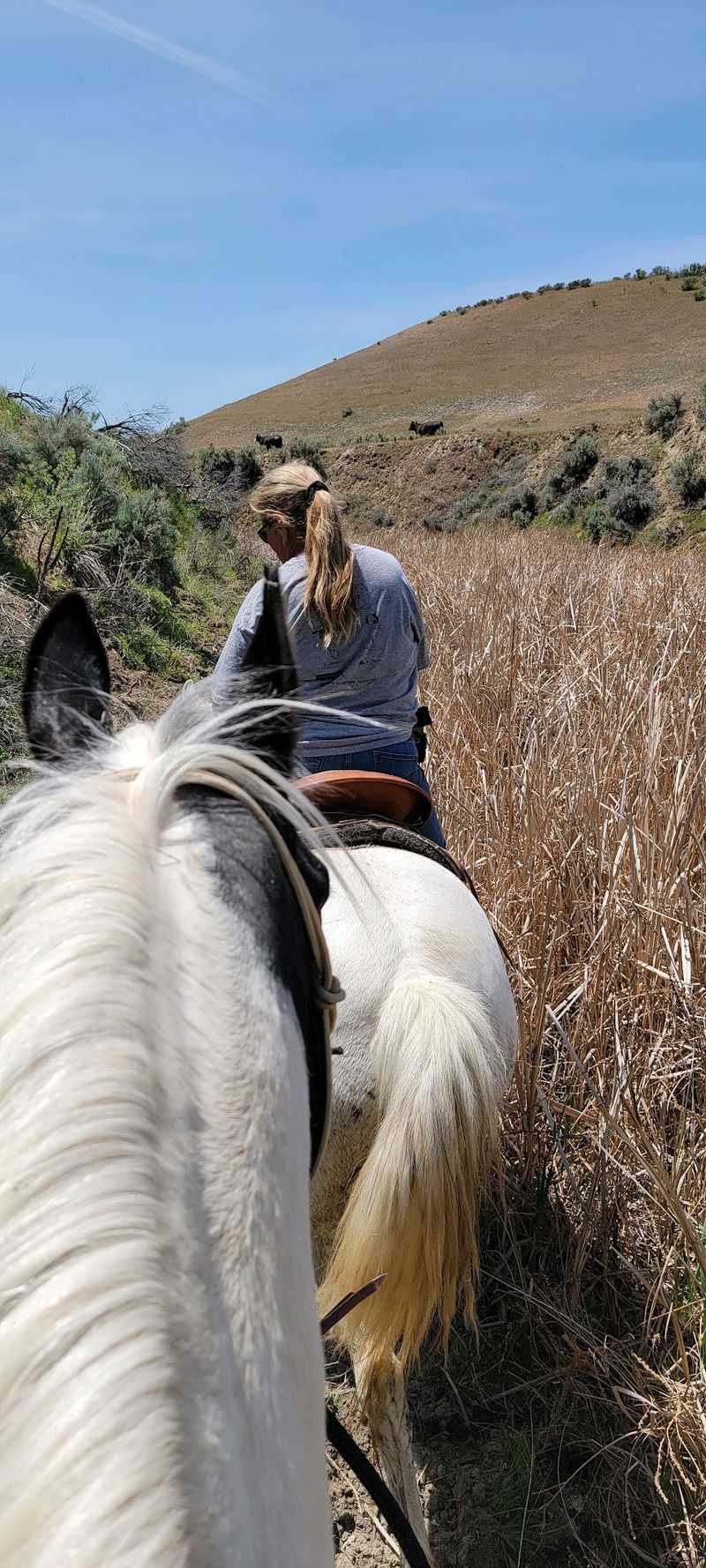 10 Epic Off-Road Adventures Across Idaho - Decor Hint Big Willow OHV Area, Payette