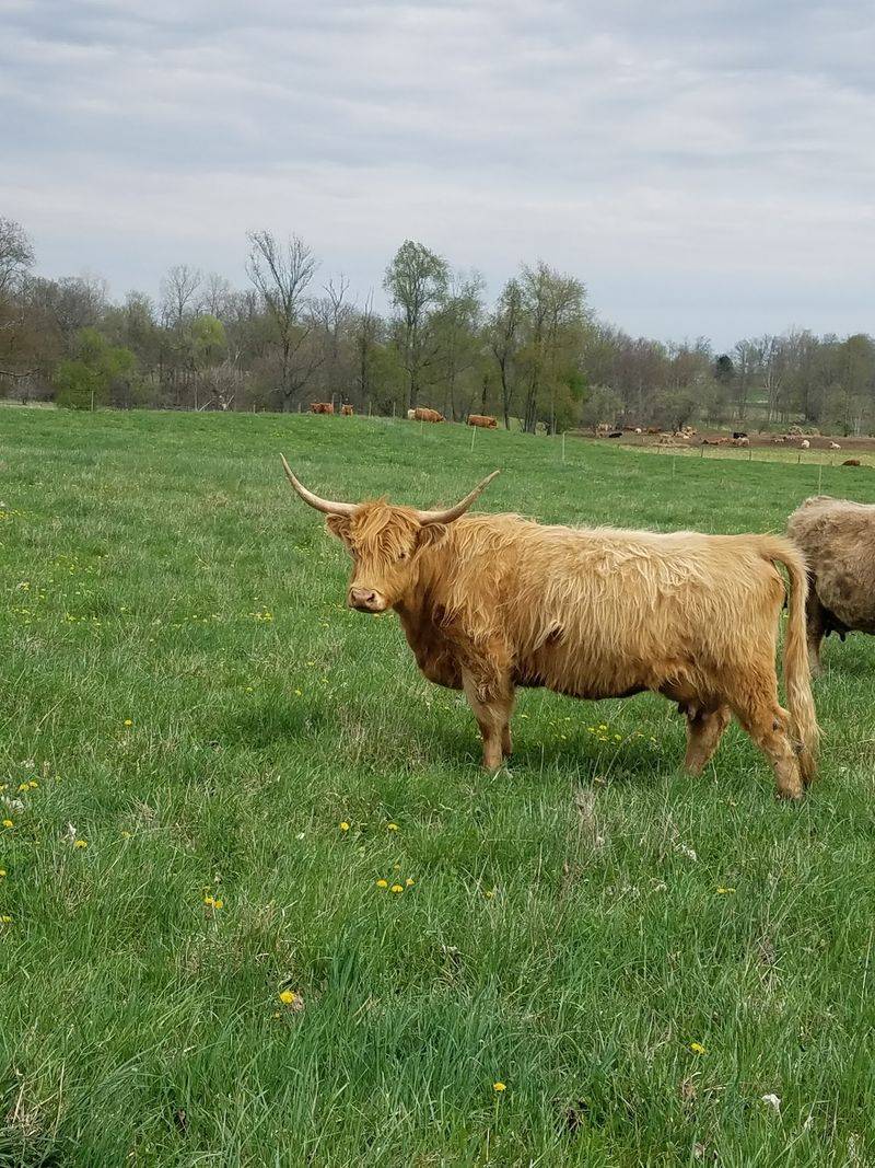 LEA-White Farms, Charlotte