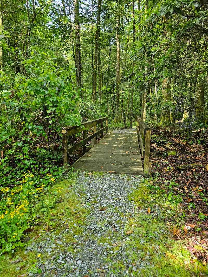 10 Quiet North Carolina Hikes To Escape The August Crowds In 2026 - Decor Hint CCC Loop Trail, Singletary Lake State Park, Kelly