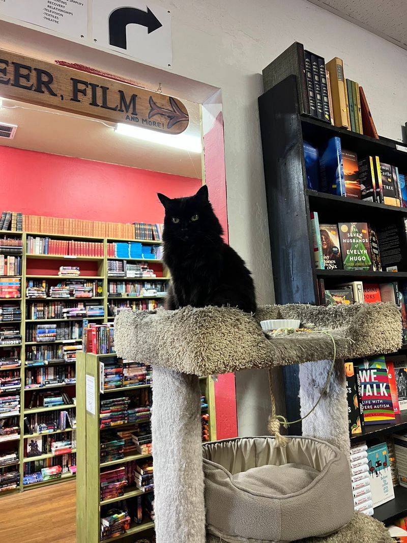 Meet Emma The Cat Who Roams The Bookstore