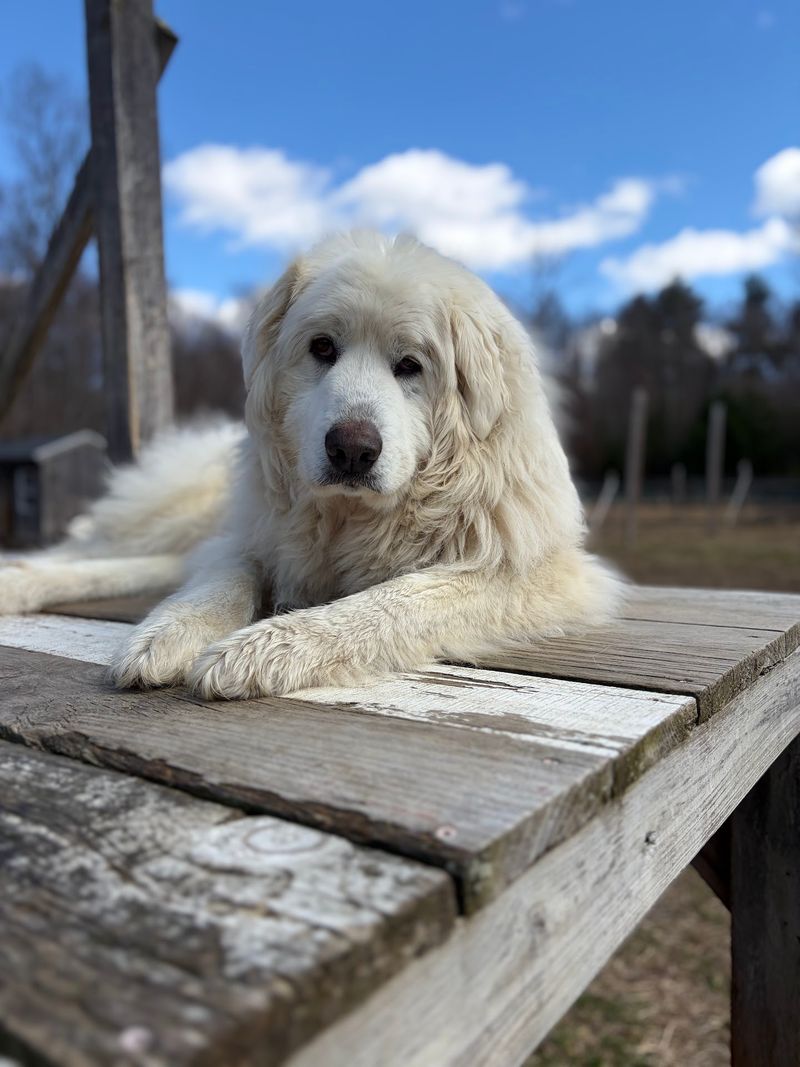 This Connecticut Sanctuary Gives More Than 250 Rescued Animals A Safe Place To Live - Decor Hint Volunteers Help Keep Daily Sanctuary Life Running Smoothly