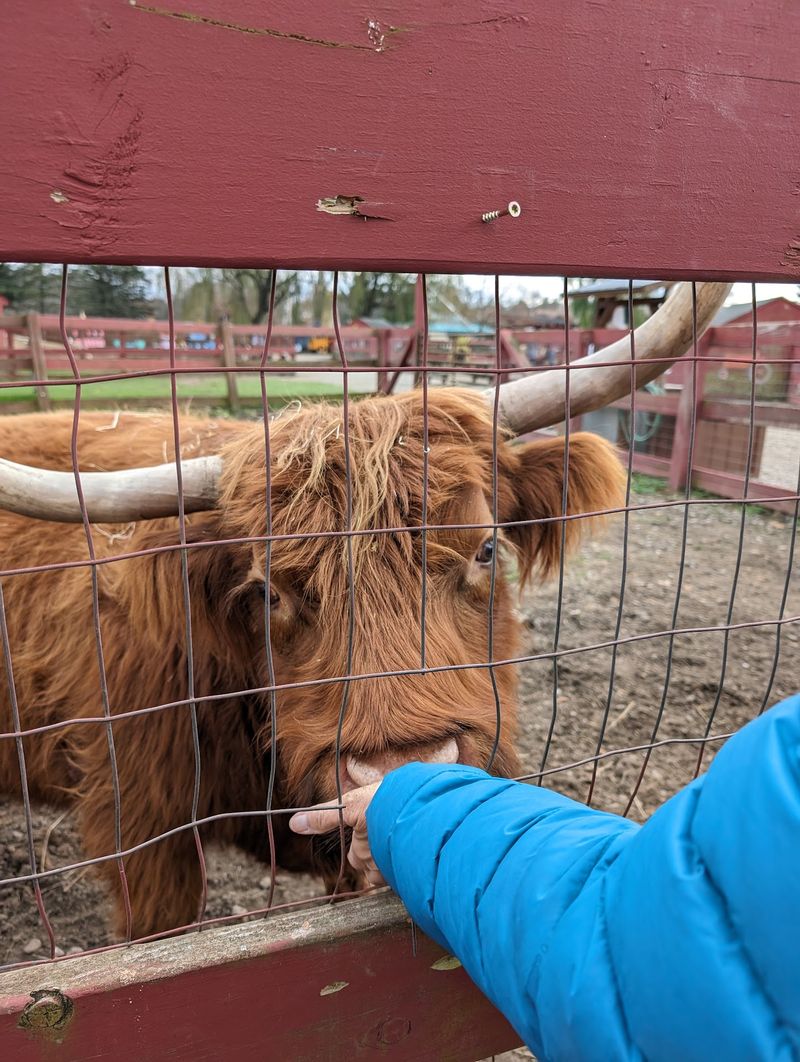 Highland Cows Are Hard To Ignore