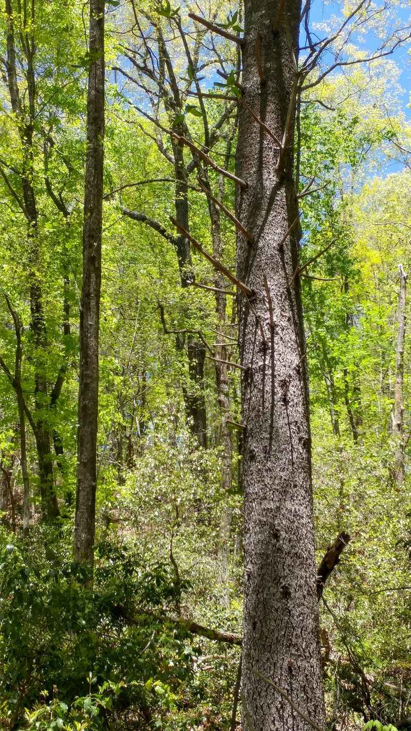 10 Quiet Georgia Mountain Towns That Haven't Been Ruined By Tourists Yet - Decor Hint Sautee Nacoochee