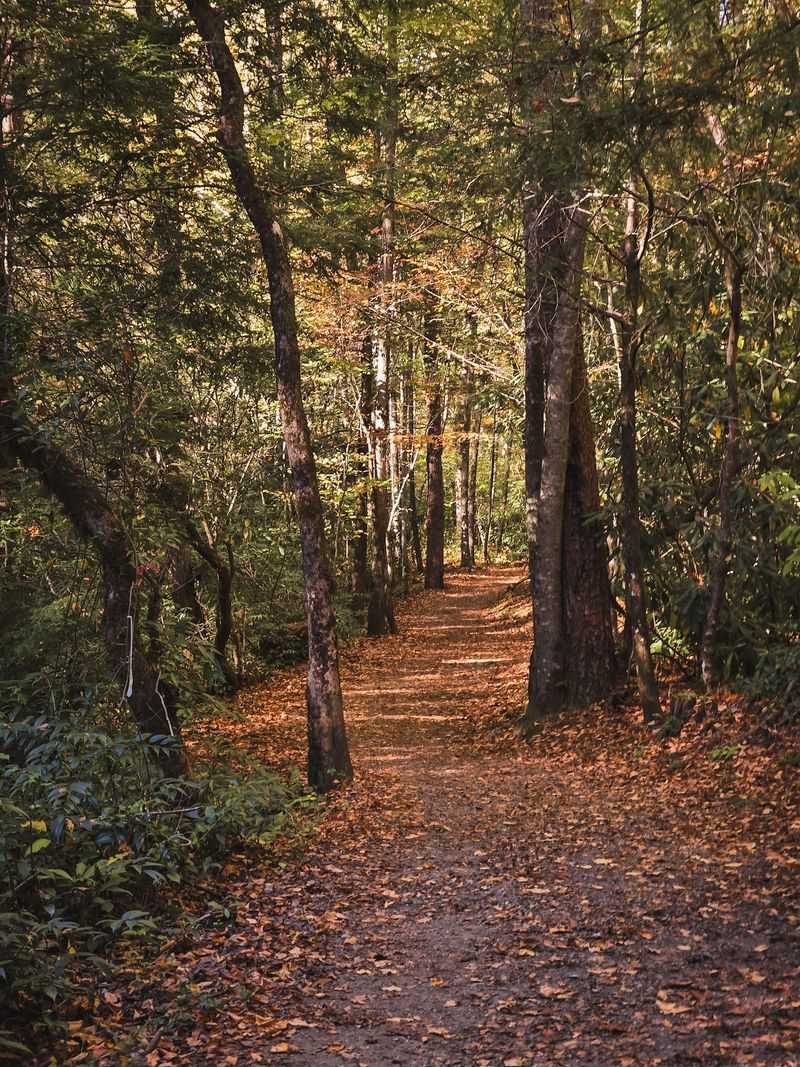 These 9 North Carolina Hiking Trails Locals Skip In August But Return To In September - Decor Hint Oconaluftee River Trail, Cherokee