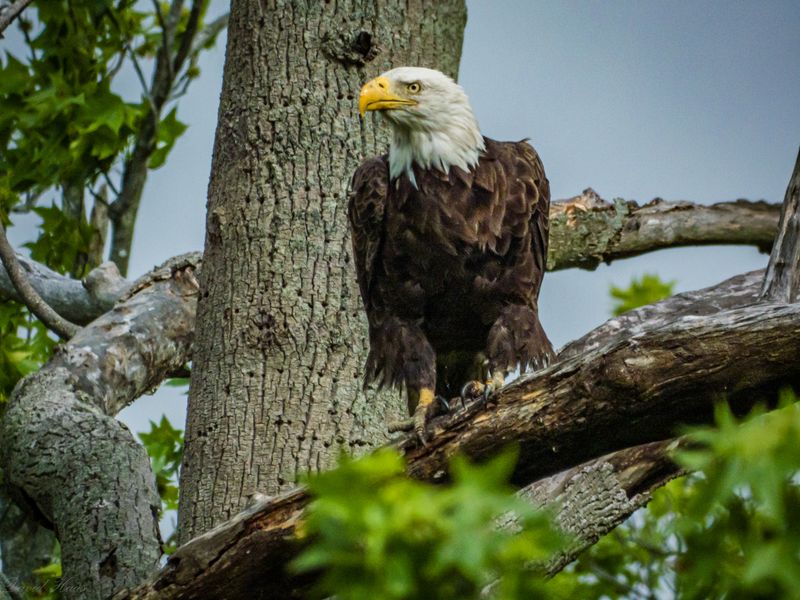 Bombay Hook National Wildlife Refuge