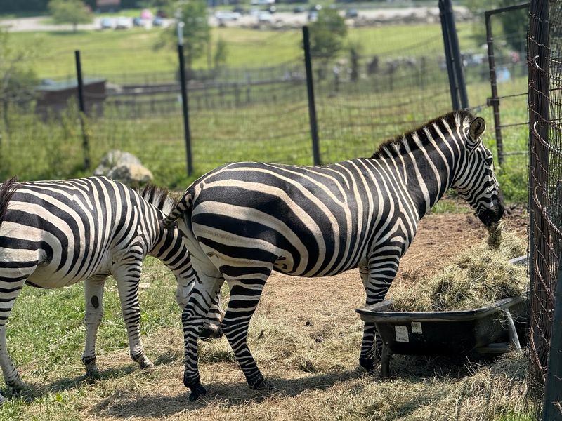 Safari Walkers Mornings Slow Things Down For Little Explorers