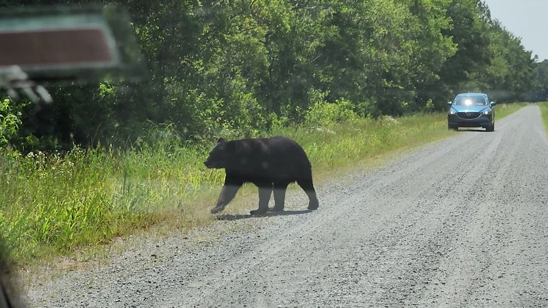 US Highway 64 Through Alligator River Country, Eastern North Carolina