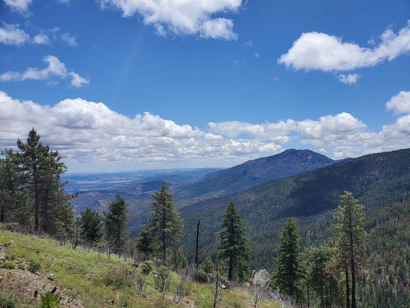 Welcome To This California Forest Where Even The Ticks Come With A Warning - Decor Hint The Landscape Drops More Than 5,000 Feet