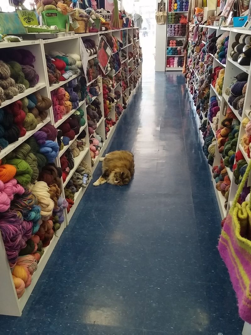 This Kentucky Yarn Shop Has A Resident Cat Who Clearly Believes He Owns The Place - Decor Hint Why This Shop Sticks With You Long After You Leave