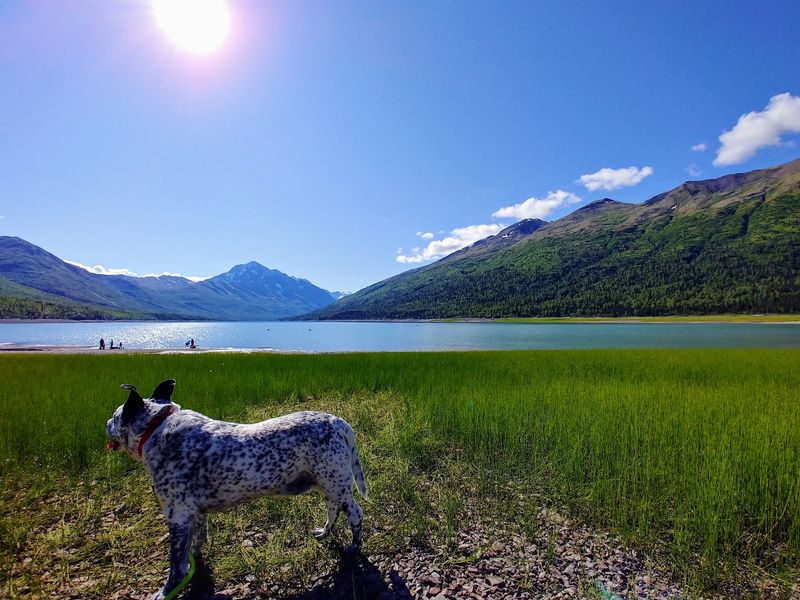 Moose, Bears And Ptarmigan