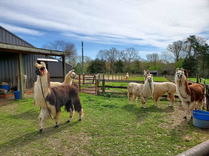 Inside A Real Working Farm