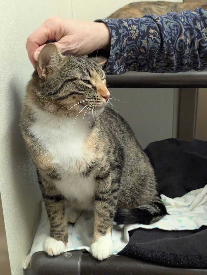 Where Overlooked Cats Finally Belong