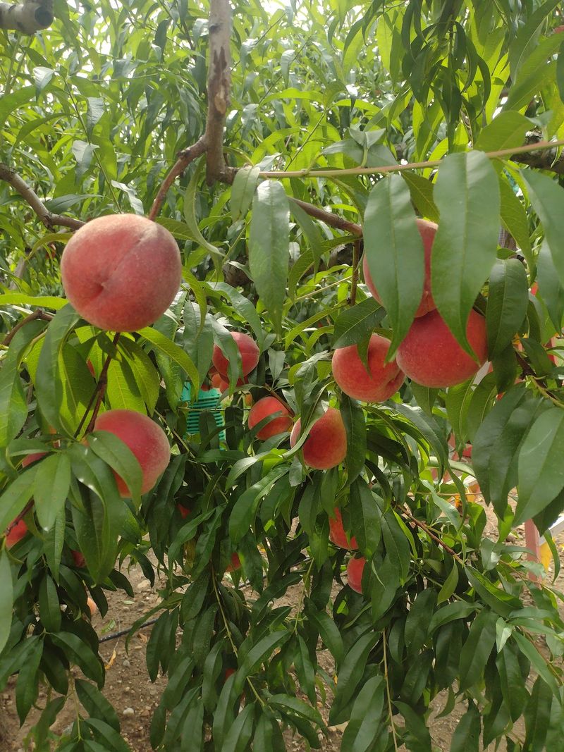 The Orchard Shares The Season With Pick-Your-Own Peaches