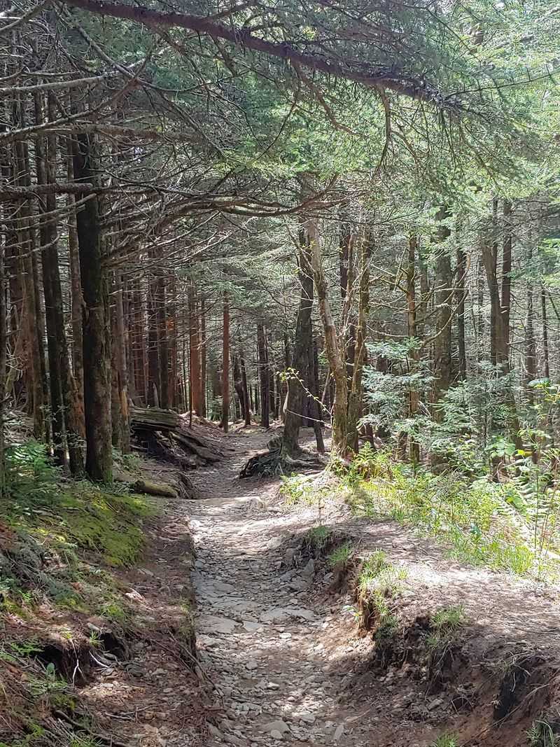Forney Ridge Trail To Andrews Bald, Near Cherokee, North Carolina