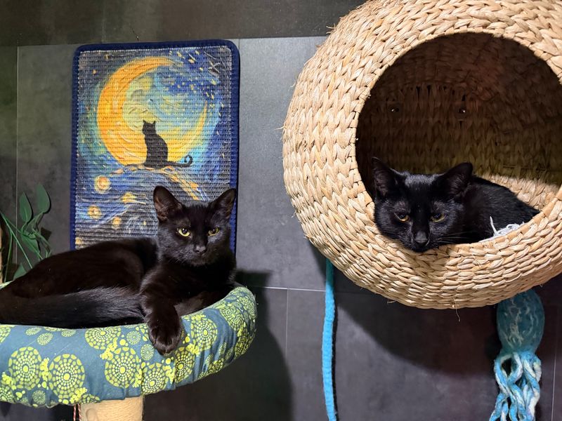 North Carolina Has 10 Cat Cafes Where Adoptable Cats Might Just Pick Their Own Humans - Decor Hint Cats At Play Cafe, Asheville