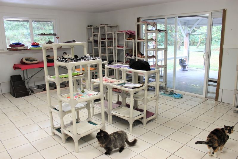 Purrfect Pals Cat Sanctuary, Arlington