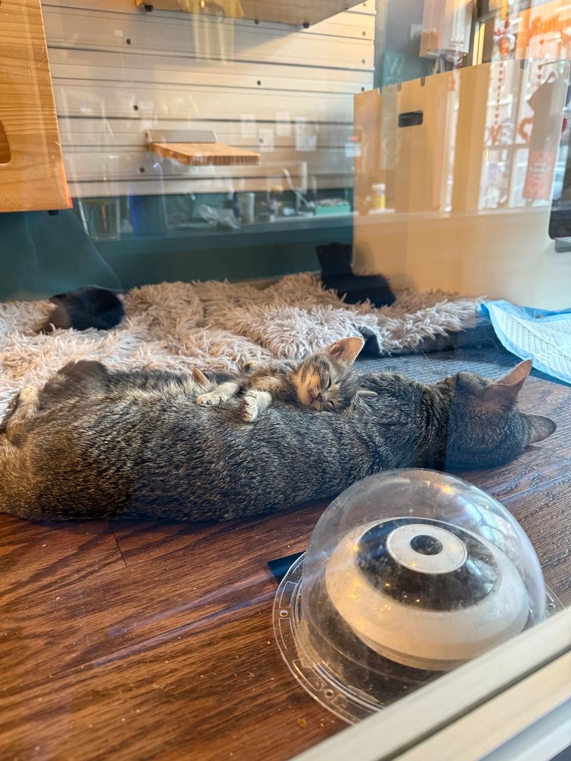This New York Cat Café Serves Coffee With A Side Of Cuddles - Decor Hint Surprising Animal Friendships