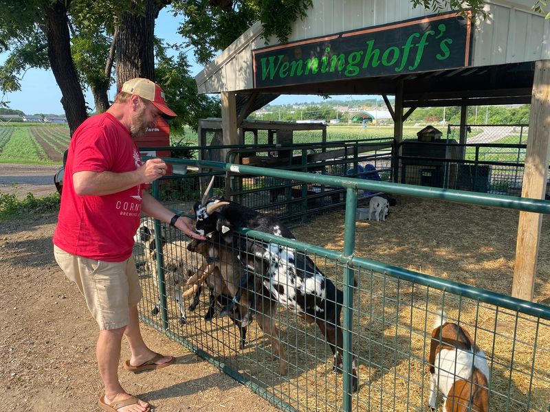 Goats, Bunnies And Giggles