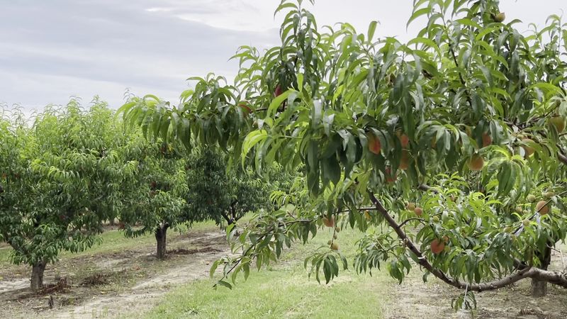 9 Old-Fashioned Georgia Markets Worth Driving Across The State For - Decor Hint Lane Southern Orchards, Fort Valley