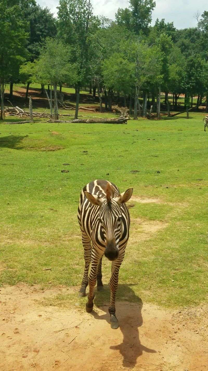 Over 250 Acres Of Safari Terrain