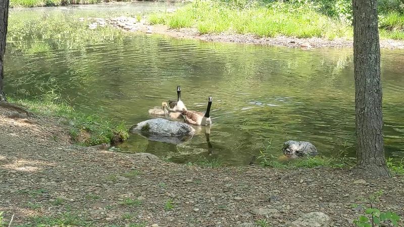 This Virginia State Park Boasts One Of The Most Stunning Lakes You've Likely Never Visited - Decor Hint Wildlife Sightings Along The Water