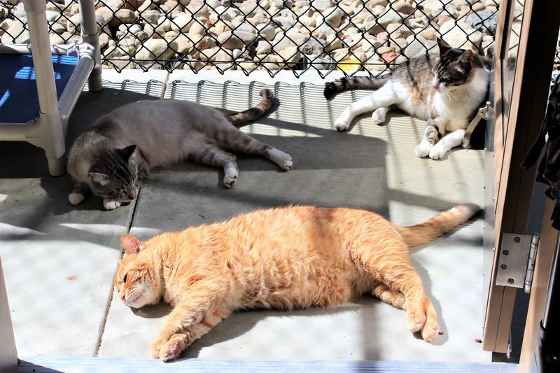 No Cages, Just Cat Freedom