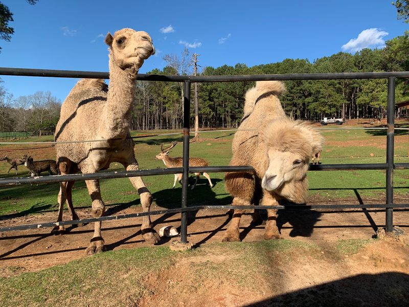 Hundreds Of Animals To See