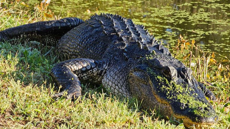Alligators, Armadillos, And Wild Turkeys Around Every Bend