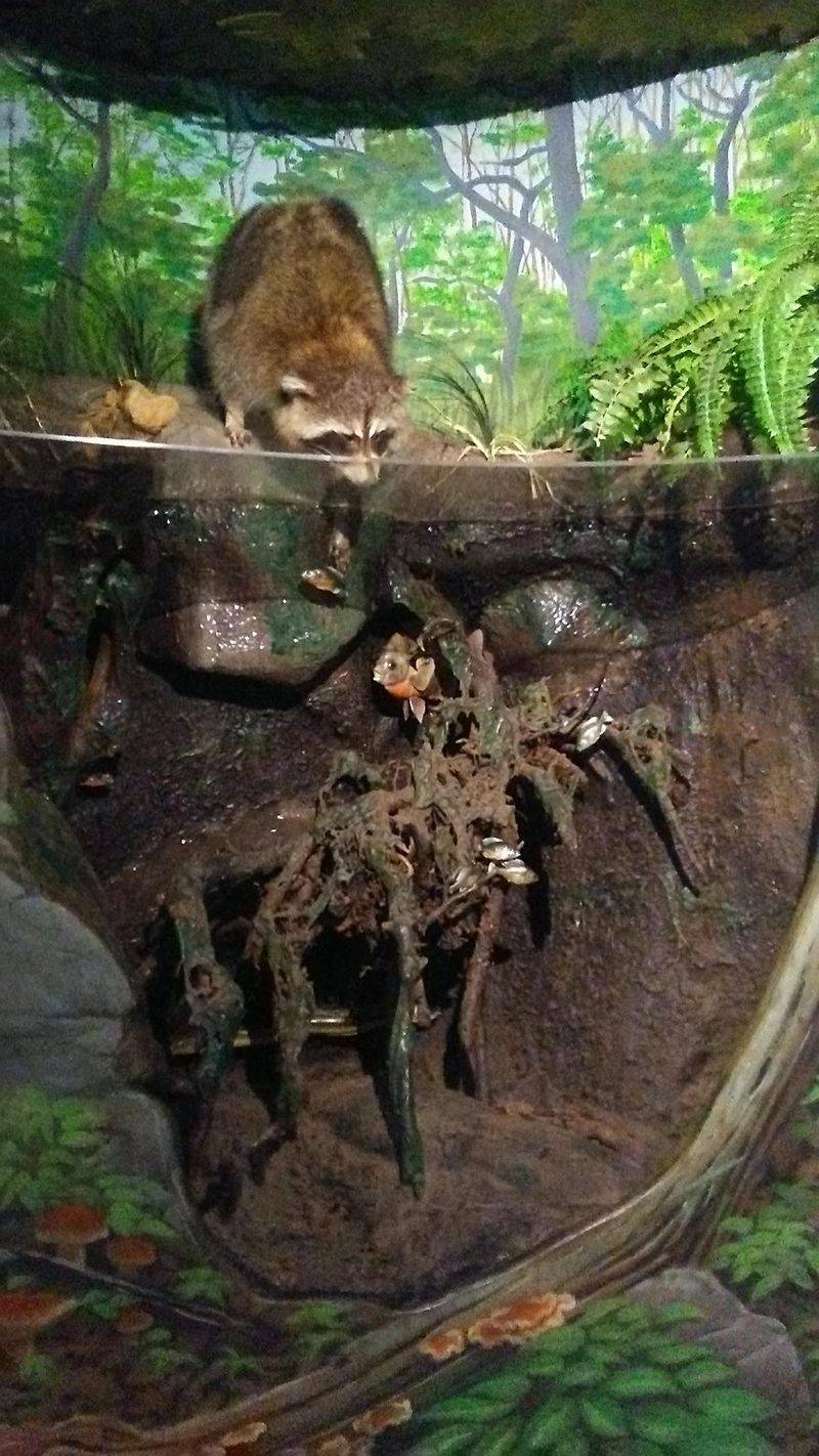 Wildlife Rescue Behind The Visitor Experience