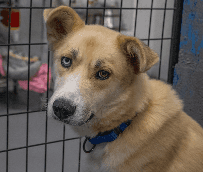 SAVE ALL DOGS RESCUE 501C3, Manchester 
