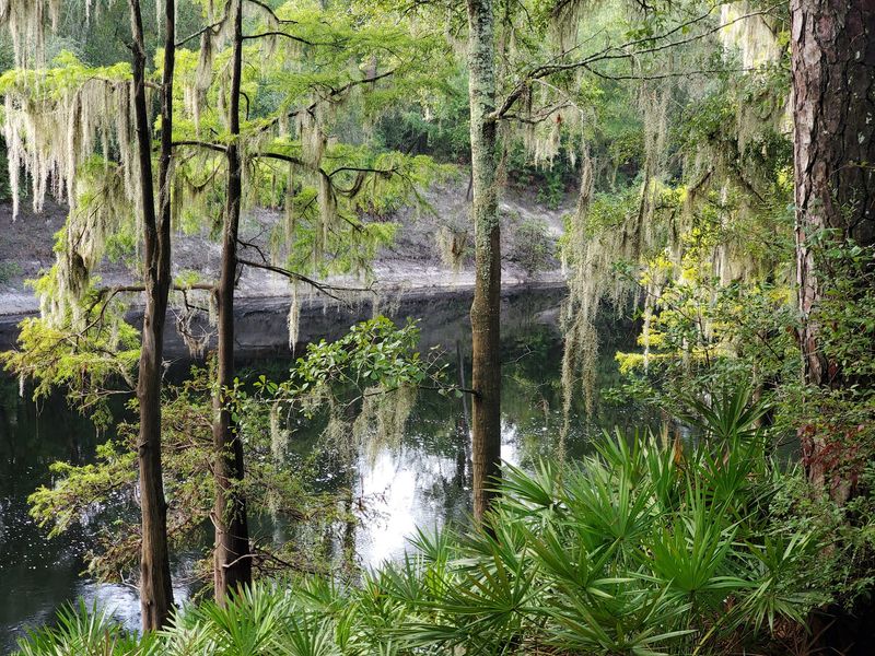 Ancient Trees Standing In Water