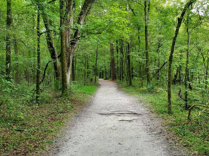 Trails Through Lush Habitats