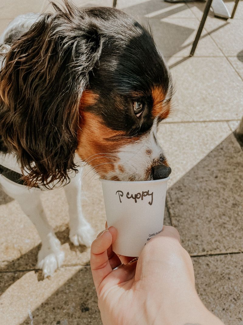 Grab A Pup Cup For Your Four-Legged Sidekick