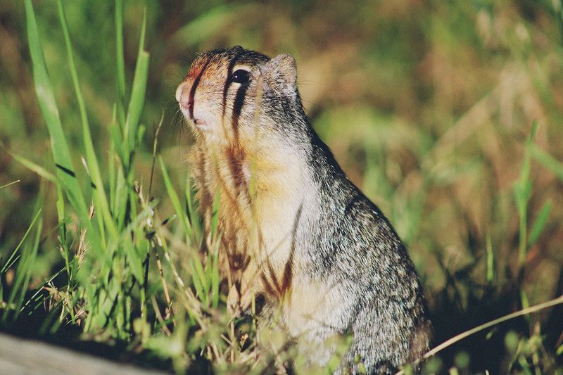 10 Idaho Hikes Where You'll Probably See More Wildlife Than People - Decor Hint Farragut State Park Trails, Athol