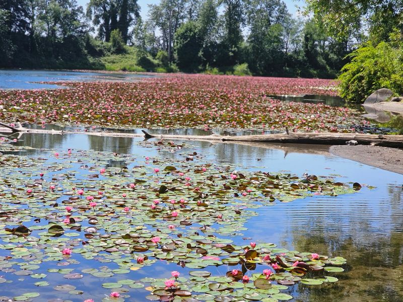 A Natural Oasis Blooms