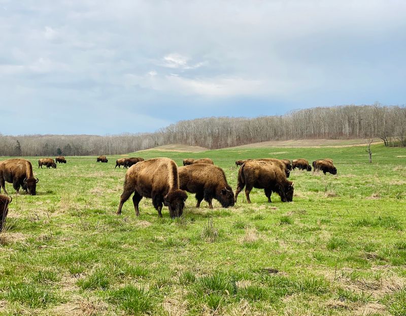 Land Between The Lakes Recreation Area Is The Backyard
