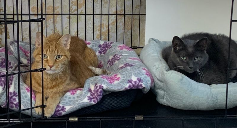 Strays And Others, Inc., New Canaan
