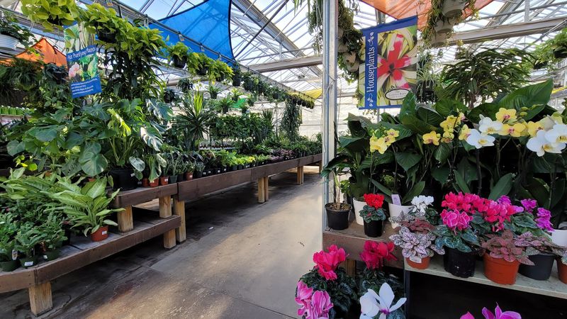 Shrubs And Trees Worth The Cart Struggle