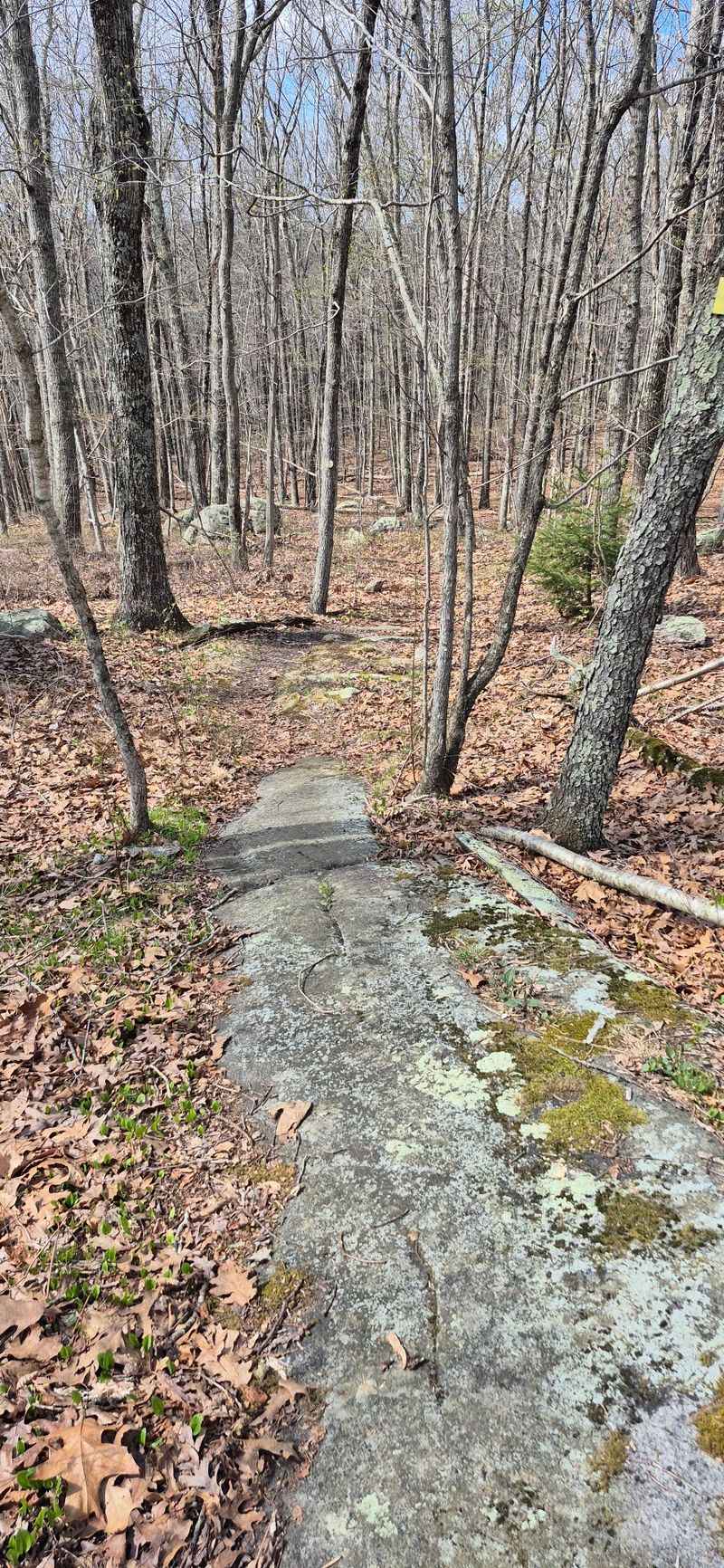 New England Charm Is Everywhere In This Scenic Connecticut Town Filled With Beautiful Trails - Decor Hint Canfield Woods Leads Into A Larger Trail Network