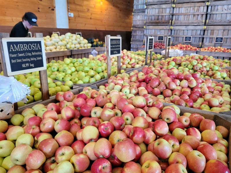 This 400-Acre North Carolina Mountain Farm Has Sunflowers, U-Pick Fruit And Wagon Rides - Decor Hint Choose From More Than 25 Apple Varieties As Fall Gets Closer