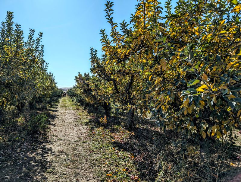 Wait For Apple U-Pick To Open Before Heading To The Orchard
